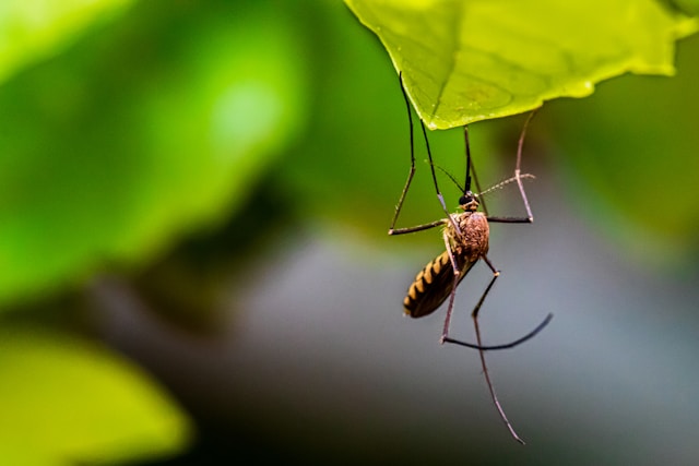 Μάστερ στη διαχείριση κουνουπιών
