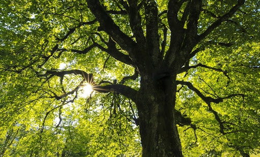 Branching Out: Embracing Tree Care in the Windy City